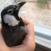 سهره اهوازی