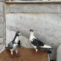 کفتر|پرنده|شیراز, تندگویان|دیوار