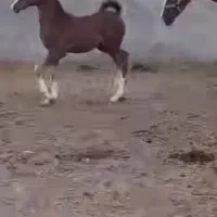 مادیان 5ساله|اسب و تجهیزات اسبسواری|کامیاران, |دیوار