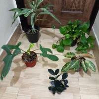 گل آپارتمانی