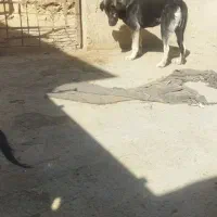 واگذاری ماده عراقی