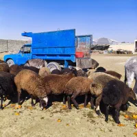 گوسفند مخصوص پروار|حیوانات مزرعه|محمدشهر, ولدآباد|دیوار