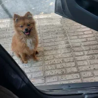 سگ تربیت شده