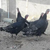 4عدد بوقلمون