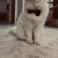 گربه|گربه|ملارد, |دیوار