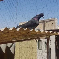 کفتر مفلق ۷عدد|پرنده|تهران, کوثر|دیوار