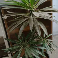 ماداگاسکار بزرگ و سه گل گندمی مخروطی