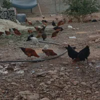 مرغ خروس محلی پاسیاه