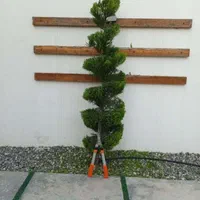 خدمات باغبانی وهرس درختان|خدمات باغبانی و درختکاری|آمل, |دیوار