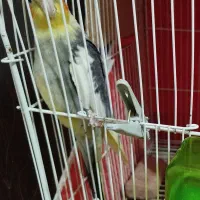 فروش  عروس هلندی نر