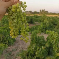 باغ انگور آباد نزدیک جاده