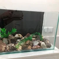 اکواریوم|ماهی|سنندج, |دیوار