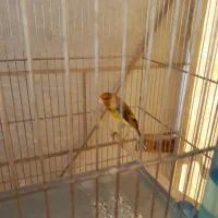 سهره قناری حنجره دار