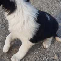 سگ ماده پوز کوتاه فروشی|سگ|آرادان, |دیوار