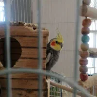 عروس هلندی خاکستری