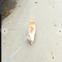 پامر روباهیی ۴ماهه|سگ|رودسر, |دیوار