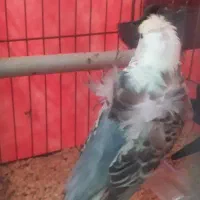 مرغ عشق پروانه ای|پرنده|بندرعباس, |دیوار