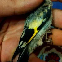 سهره سقا کرمونی بافتی نقش سبیل سیاه و با اصالت|پرنده|کرمان, |دیوار