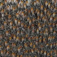 تعداد 70راس بر داشتی درجه یک به فروش میرسد