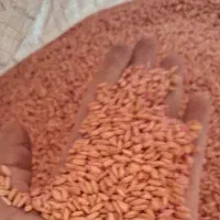 فروش بذر گندم دیم  باران