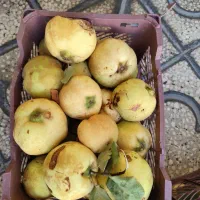 به سپیدان|خوردنی و آشامیدنی|شیراز, پودنک|دیوار