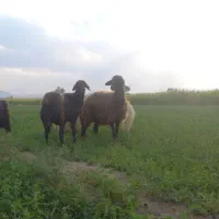 برماده شیشک