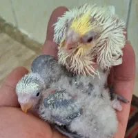سرلاکی طوطی