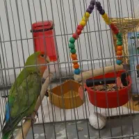 طوطی برزیلی