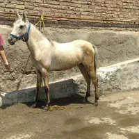 مادیان اصیل