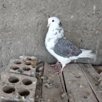 کفتر دوکت، شازده|پرنده|اصفهان, شیخ اشراق|دیوار