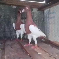 کبوتر