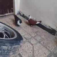 ۱۴ عدد کبوتر خوب ۷ملیون