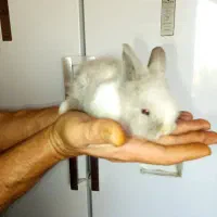 ۳ تا بچه خرگوش لوپ هلندی