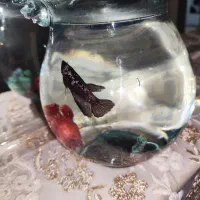 ماهی|ماهی|قم, زنبیل آباد|دیوار