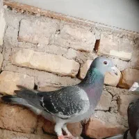 ۱۳کفتر پرشی|پرنده|سربیشه, |دیوار