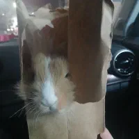 خرگوش لوپ نر سالم