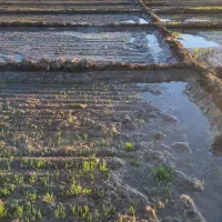 فروش اسپوست علف (یونچه)|خدمات باغبانی و درختکاری|ایرانشهر, |دیوار