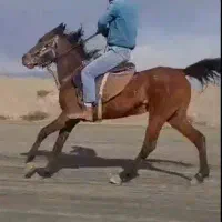 مادیان ونریان دره شور با اصل ونصب قیمت جفت ۴۵