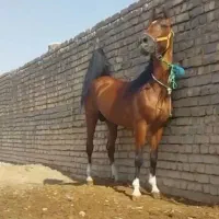 اسب درشور سیلمی کره طاووس الهیاری|اسب و تجهیزات اسب‌سواری|قم, آزادگان|دیوار