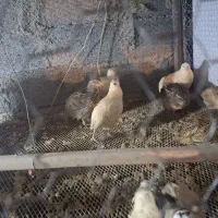 بلدرچین سفید|حیوانات مزرعه|بابل, |دیوار