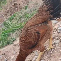 مرغ لاری آخرت نسل
