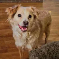 سگ اشپیتز ماده شیتزو واگذاری رایگان