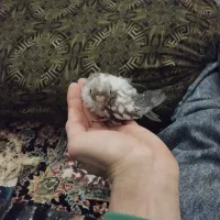 جوجه عروس هلندی|پرنده|چهارباغ, |دیوار