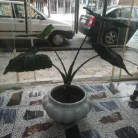 بابا آدم|گل و گیاه طبیعی|گرگان, |دیوار