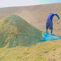 خار سبز کوبیده شده آماده