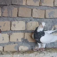 دوتا نر طوقی پرشی