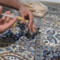 جوجه عروس هلندی|پرنده|حمیدیا, |دیوار