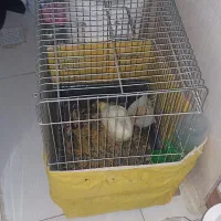 جوجه ماشینی با ققس