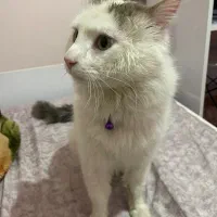 گربه واگذاری