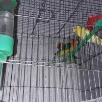 فروش ۲ کوتله بریزیلی بازی گوش و مرغ عشق|پرنده|مشهد, شهید هاشمی نژاد|دیوار